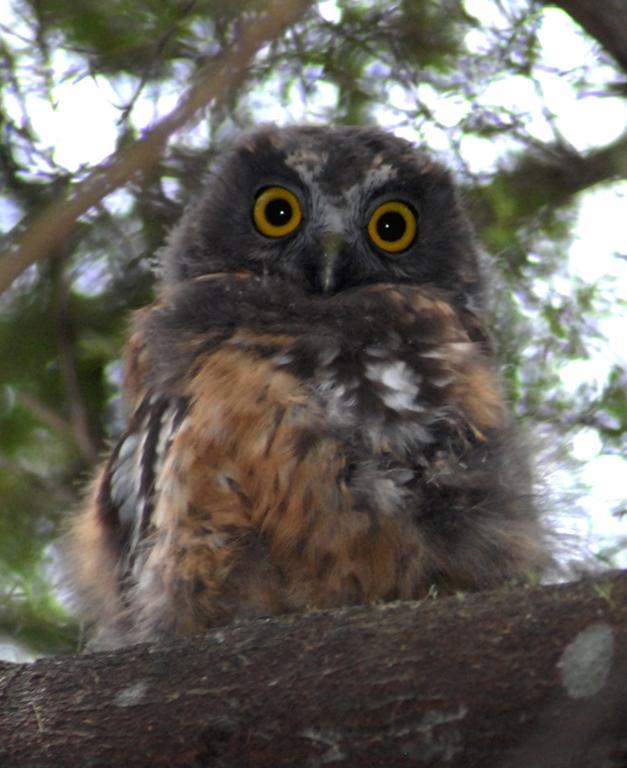 Morepork Riverside Lodge Paihia Exteriör bild
