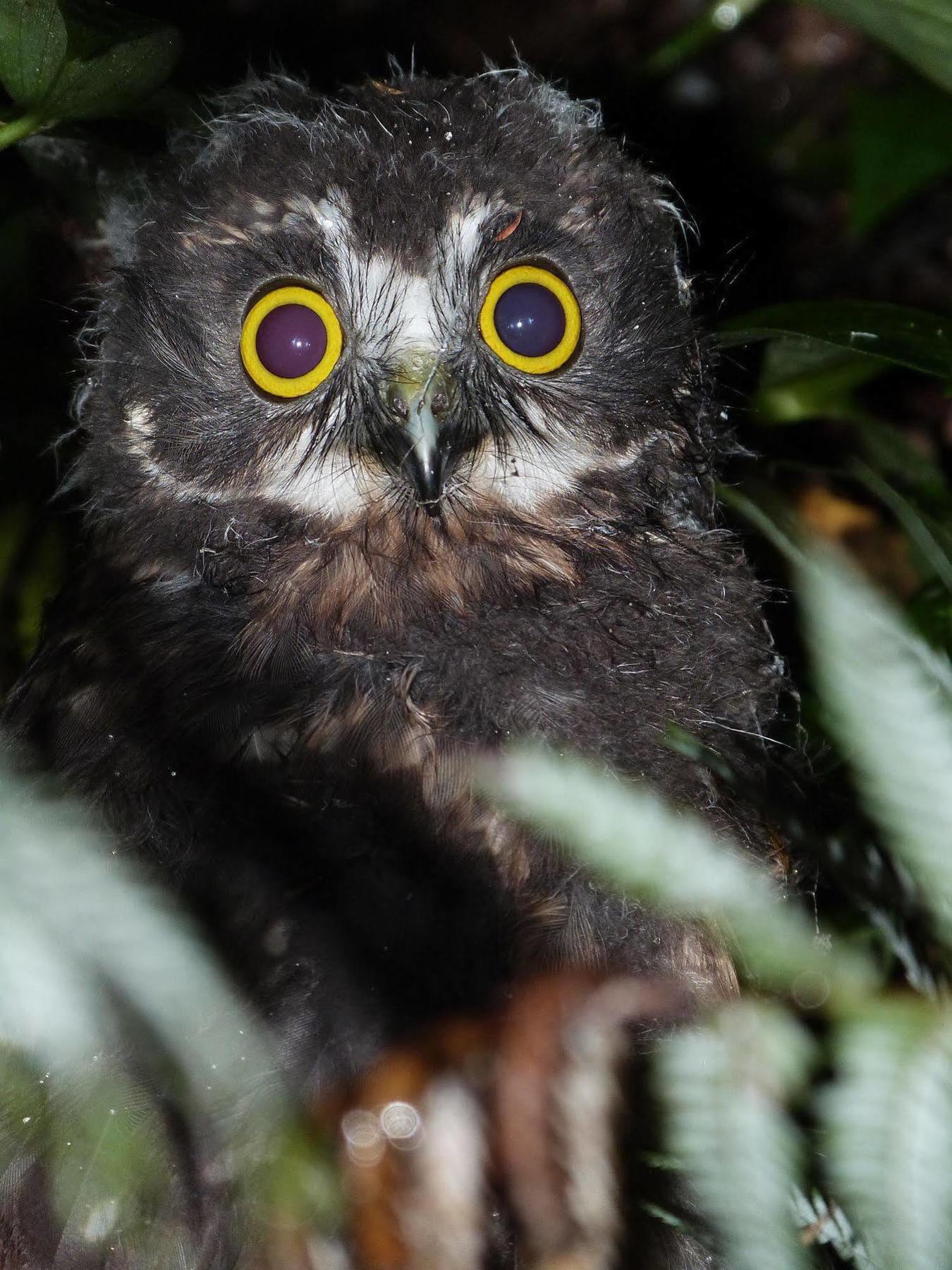 Morepork Riverside Lodge Paihia Exteriör bild