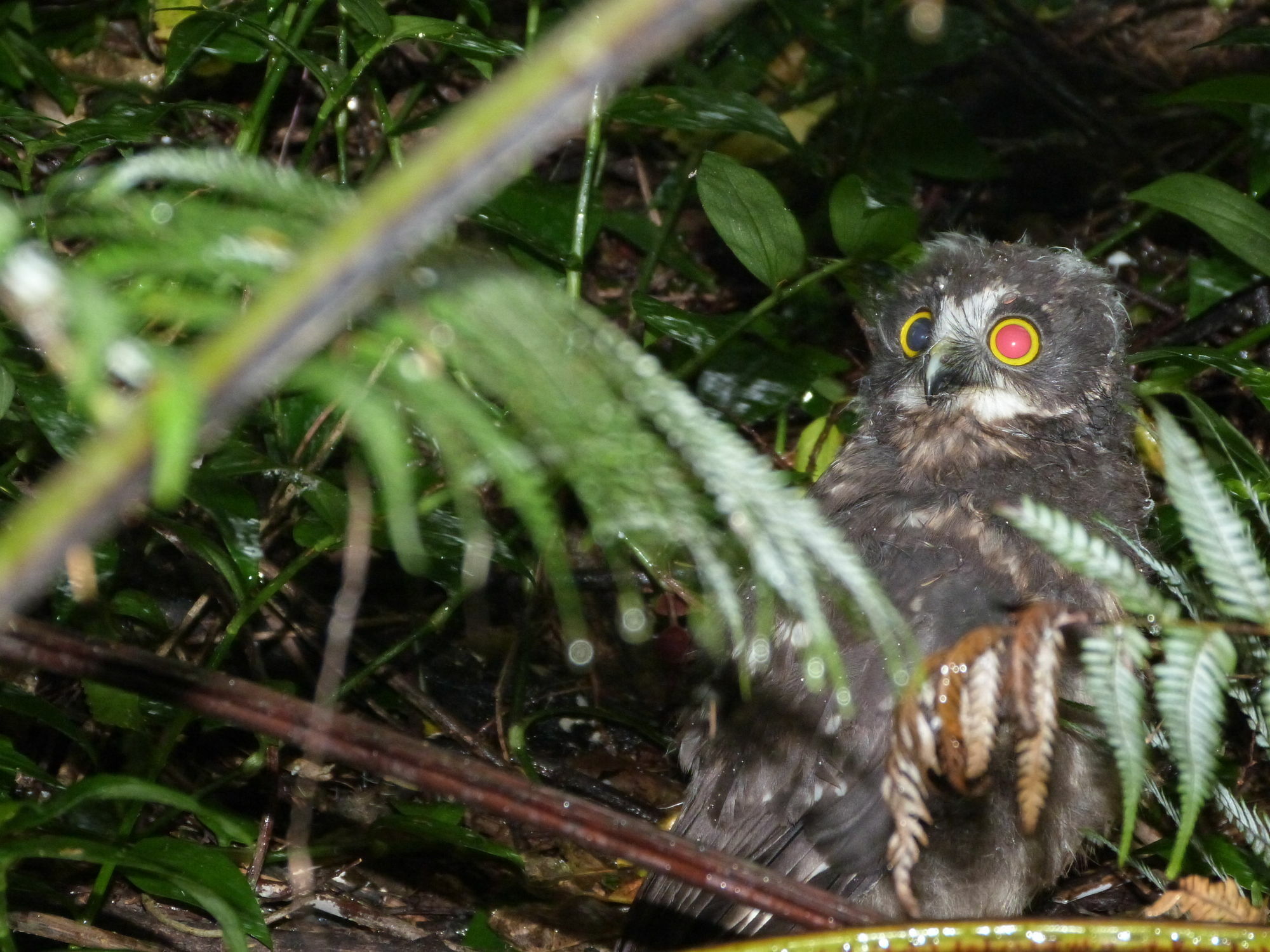 Morepork Riverside Lodge Paihia Exteriör bild