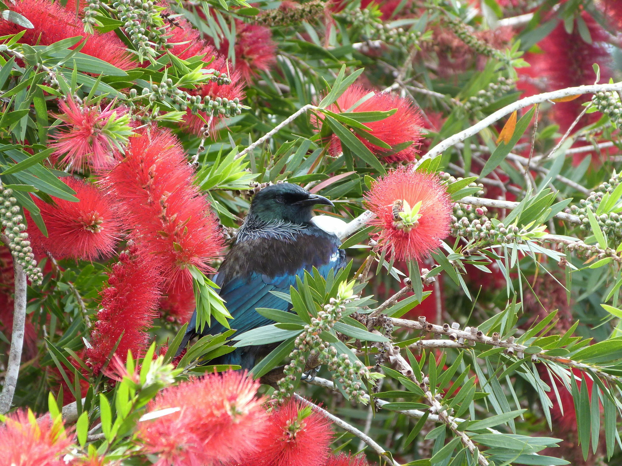 Morepork Riverside Lodge Paihia Exteriör bild